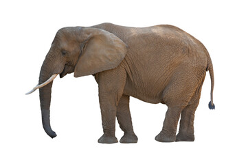 big african elephant isolated on white