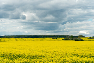 A beautiful flowering rapeseed field against the background of clouds. Thunderclouds in anticipation of rain hang over a blooming meadow with flowers and agricultural crops.