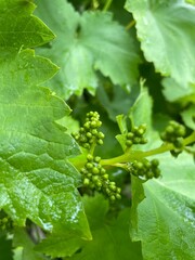 Weintrauben am Wachsen