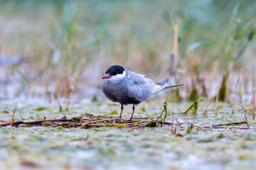 Whiskered tern building the nest in the lagoon.