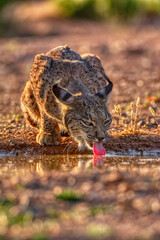 Naklejka na ściany i meble Iberian Lynx drinking water in Castilla La Mancha, Spain.