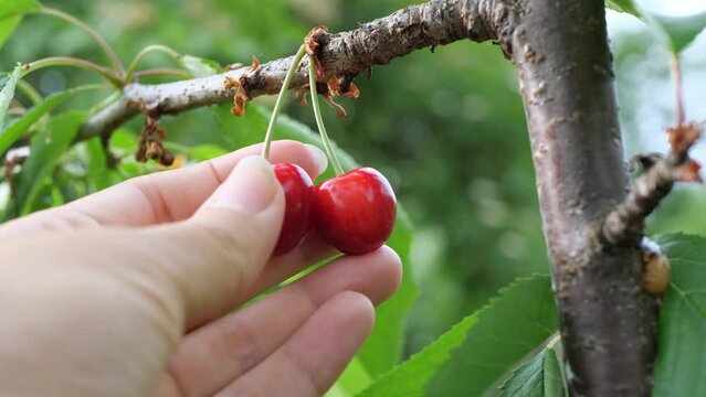 Harvesting from the trees. A woman picks ripe cherry berries.