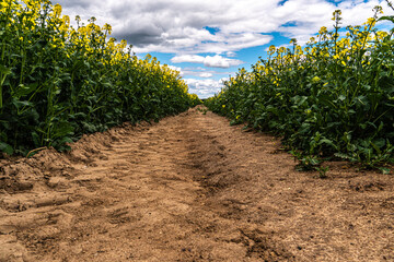 Fototapeta na wymiar Yellow rapeseed field. A dirt rural road runs next to a beautiful rapeseed field. Cultivation of rapeseed and surepitsa in poor conditions, pollution of agricultural land by products gorenje gasoline
