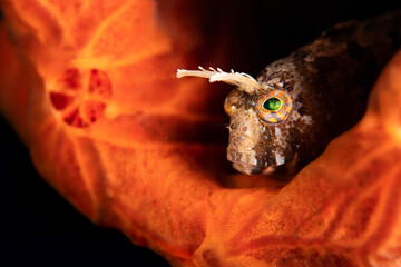 Close-up image of a blenny hiding behind red sponge 