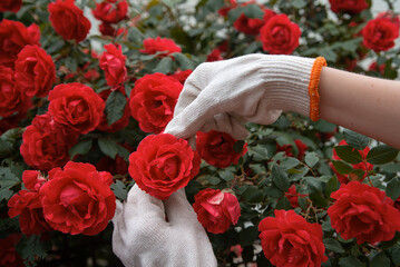 the hands of the gardener hold a bush of red roses. girl doing floristry