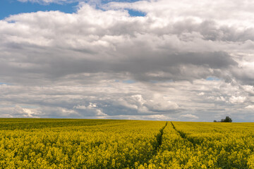 A beautiful flowering rapeseed field against the background of clouds. Traces of wheeled agricultural machinery on a rapeseed field. Rural landscape wallpaper.