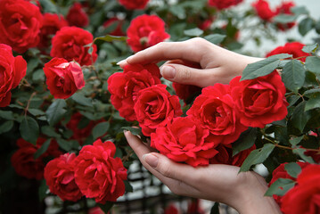 the hands of the gardener hold a bush of red roses. girl doing floristry