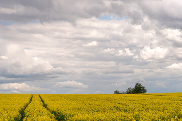 A beautiful flowering rapeseed field against the background of clouds. Traces of wheeled agricultural machinery on a rapeseed field. Rural landscape wallpaper.