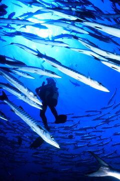 Silhoutte of a scuba diver swimming with barracudas