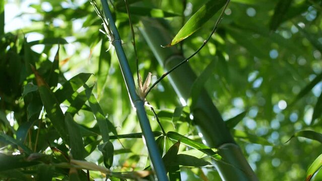 A beautiful video of bamboo thickets in the forest of Asia.