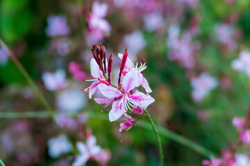 Fototapeta premium Weiß Pink farbene Prachtkerze Whirling Blüte mit unscharfem Hintergrund