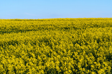 A beautiful flowering rapeseed field against the background of clouds. Thunderclouds in anticipation of rain hang over a blooming meadow with flowers and agricultural crops.