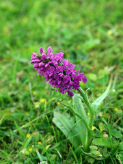 Close up of a Broad Leaved Marsh Orchid, Scotland UK
