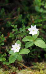 Close up of Chickweed Wintergreen flowers, Scotland UK
