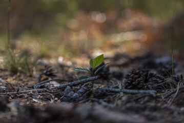 FOREST - A small plant grow on a dry undergrowth