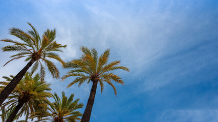 Fototapeta na wymiar Palm trees against a blue sky