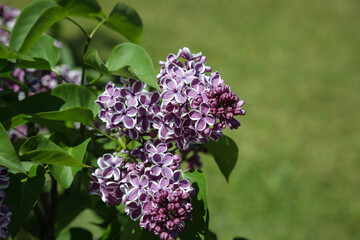 Fototapeta na wymiar Lilac flower concept. Greeting card design Selective focus