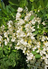 Beautiful white acacia flowers on a sunny summer day in the city of Lodz.