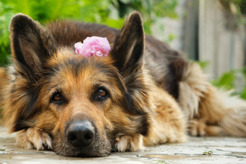 Portrait of a German Shepherd dog with rose flower behind her ear lying on pavement.