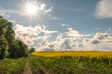 Yellow rapeseed field. A dirt rural road runs next to a beautiful rapeseed field. Cultivation of rapeseed and surepitsa in poor conditions, pollution of agricultural land by products gorenje gasoline