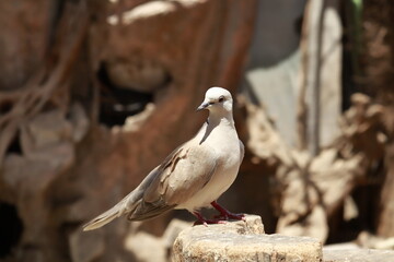 Turtle dove on a wooden pole