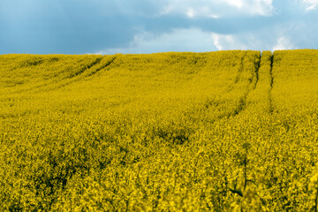 A beautiful flowering rapeseed field against the background of clouds. Traces of wheeled agricultural machinery on a rapeseed field. Rural landscape wallpaper.