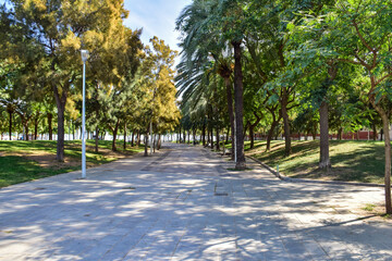 Obraz premium Shady alley with trees on the street in Barcelona
