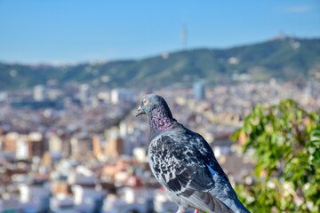 the pigeon with a view on the background