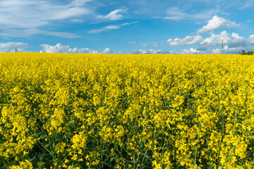 Obraz premium A beautiful flowering rapeseed field against the background of clouds. Thunderclouds in anticipation of rain hang over a blooming meadow with flowers and agricultural crops.