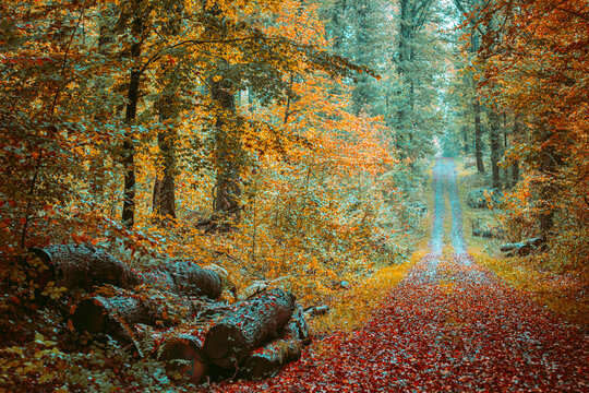 autumn in the forest in Odenheim