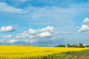 A beautiful flowering rapeseed field against the background of clouds. Thunderclouds in anticipation of rain hang over a blooming meadow with flowers and agricultural crops.
