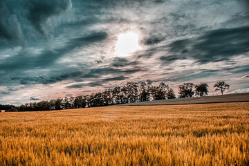Fototapeta premium field and sky-Odenheim