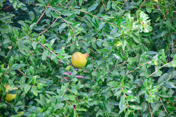 unripe pomegranate fruit standing on branch