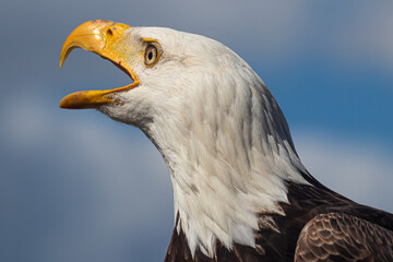 Head of an american bald eagle