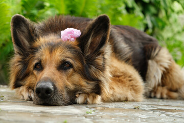 Portrait of a German Shepherd dog with rose flower behind her ear lying on pavement.