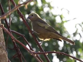 robin on branch