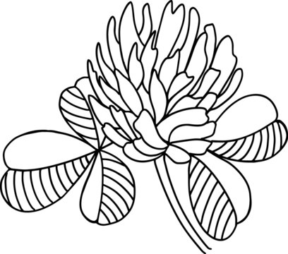 Vector minimalistic stylized image of a clover flower drawn by hand with a single line
