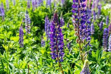 Purple lupin 