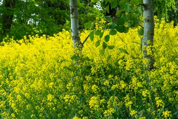 Foto op Plexiglas A beautiful overgrown meadow with flowering rapeseed and other bright flowers. A cozy path passes through a birch grove. A place to relax in nature. © Pokoman