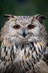 Head of an owl