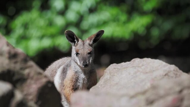 Yellow footed rock wallaby sitting on a rock