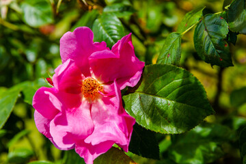flowers in the garden