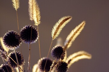 Echinops ritro, Azurite 