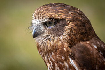 Head of an owl