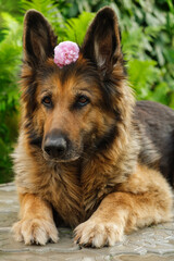 Portrait of a German Shepherd dog with rose flower behind her ear lying on pavement.