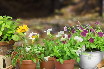 Summer garden life concept. Beautiful petunia flowers in pots outside in the garden.