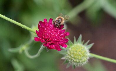 Biene auf einer roten Witwenblume