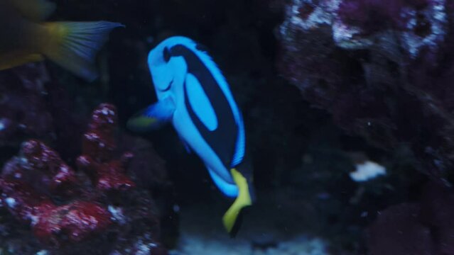 Pacific blue tang fish or Palette surgeonfish, (Paracanthurus hepatus), Family Acanthuridae. A popular fish in marine aquariam.
