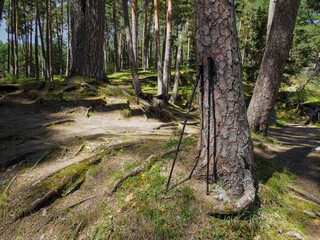 Obraz premium Senderismo con bastones en un pinar. Marcha nórdica.