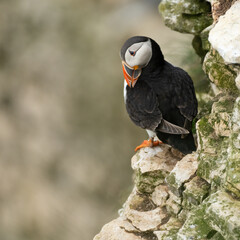 Atlantic puffin preening itself.